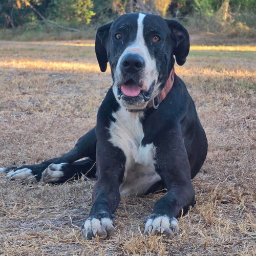 Ben, a dog for adoption from SRGDRR Inc aka Save Rocky the Great Dane Rescue and Rehab