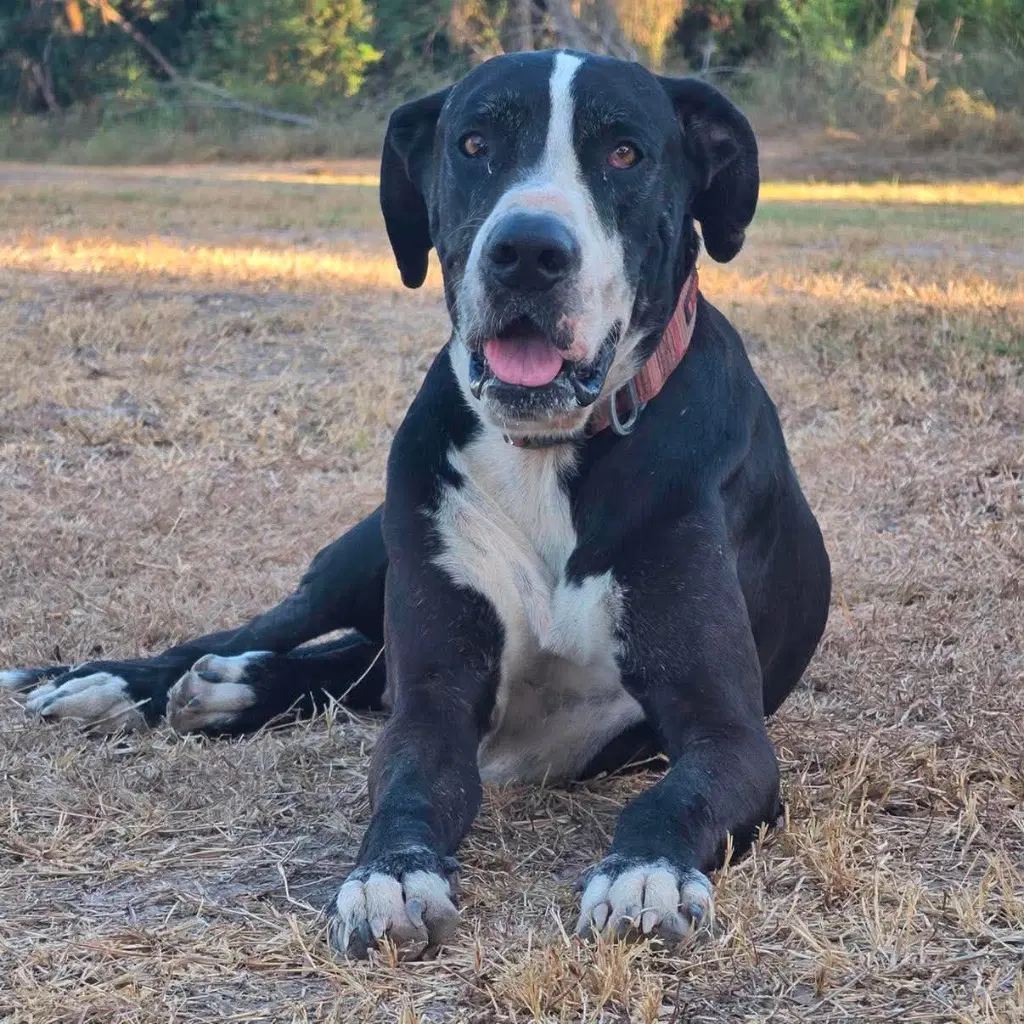 Ben - Great Dane
