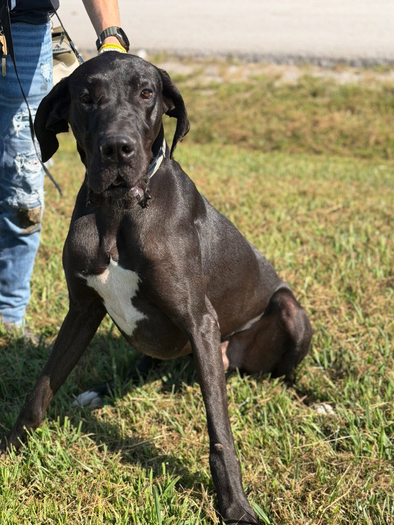 Dante, Great Dane