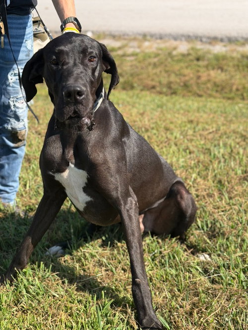 Dante, a dog for adoption from SRGDRR Inc aka Save Rocky the Great Dane Rescue and Rehab