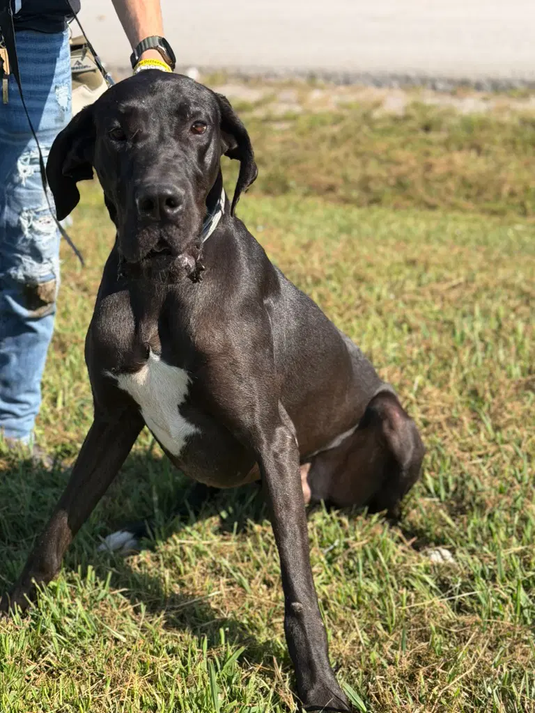 Dante - Great Dane