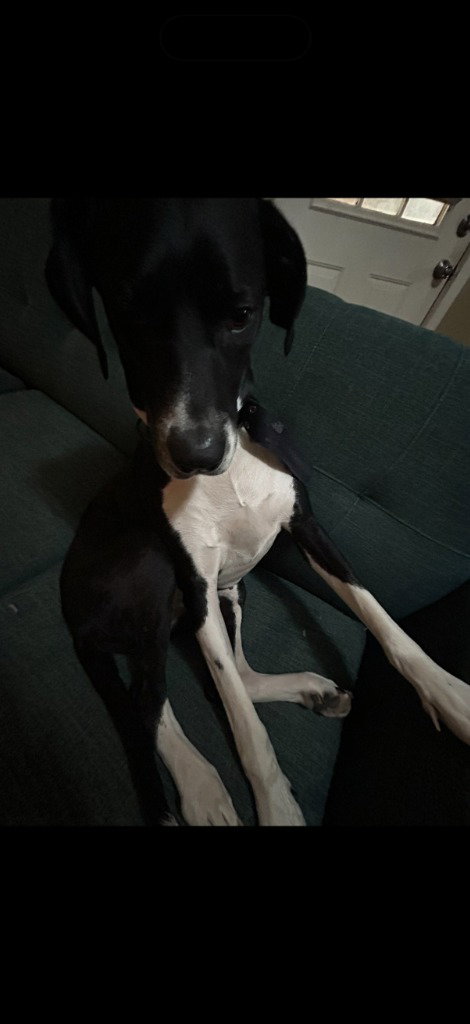 Tequila, Great Dane