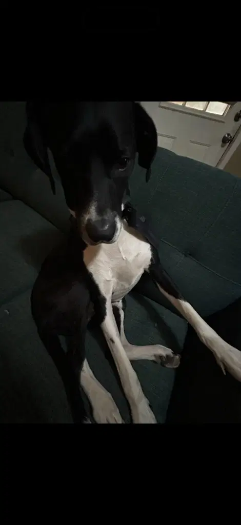 Tequila - Great Dane