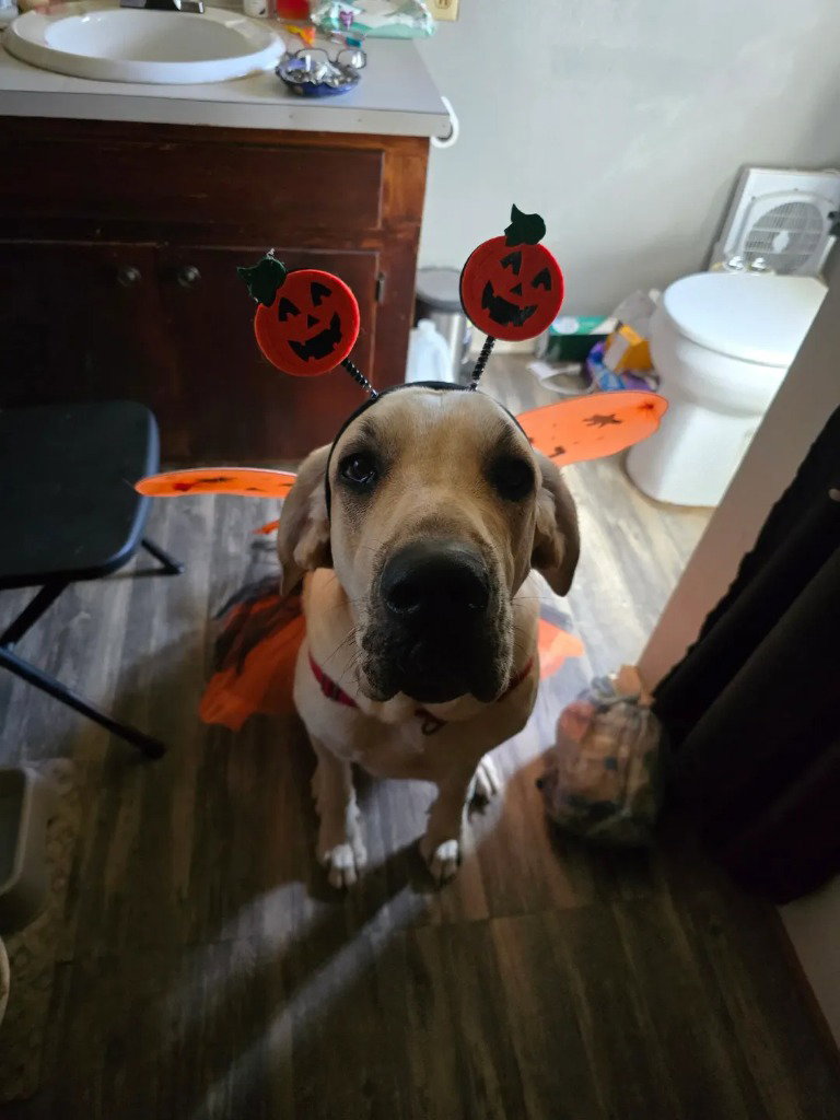 Luna Mae, Great Dane