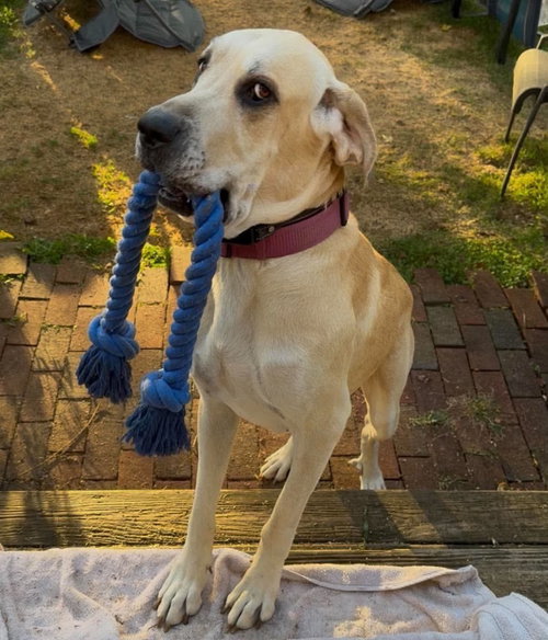 Luna Mae, Great Dane / Great Pyrenees / Mixed