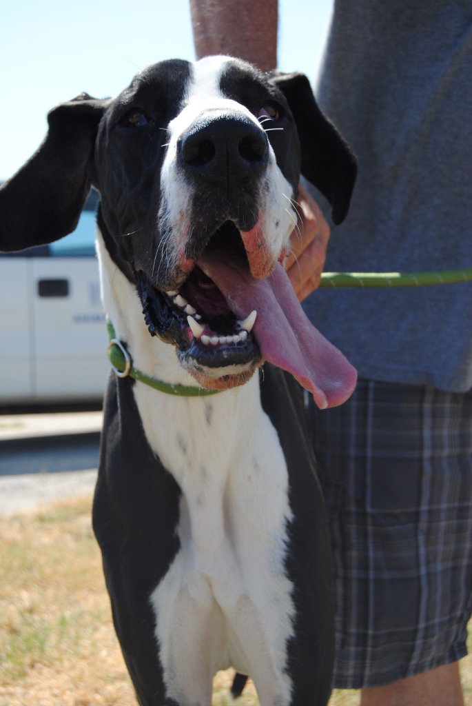 Zeno, Great Dane