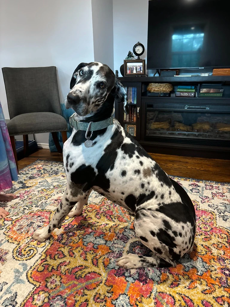 Paisley