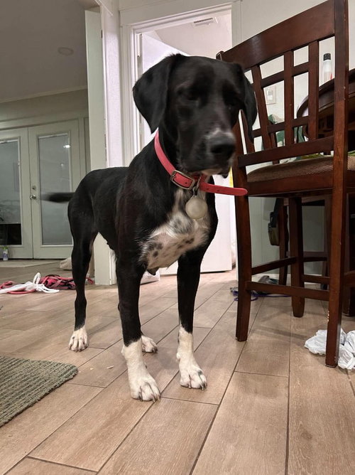 Birdie, Great Dane / Labrador Retriever / Mixed