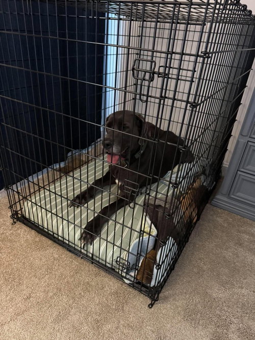 Rune, a dog for adoption from SRGDRR Inc aka Save Rocky the Great Dane Rescue and Rehab