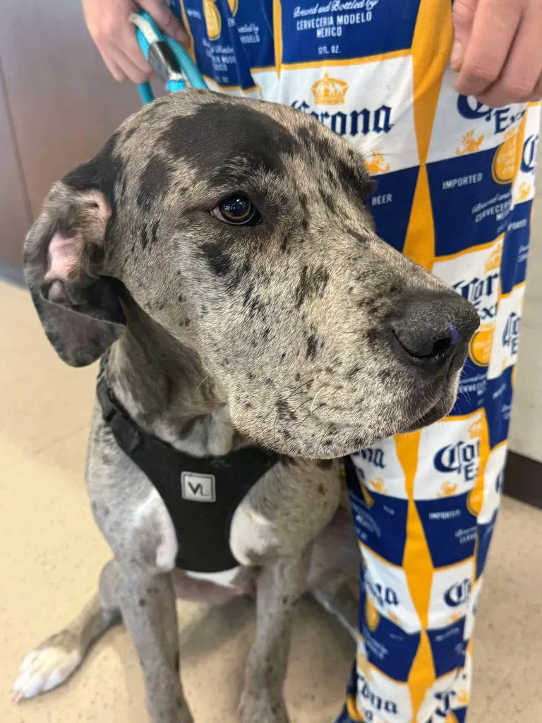 Athena - Great Dane