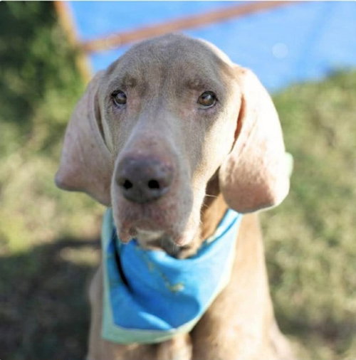 Dobby fka (Toby), a dog for adoption from SRGDRR Inc aka Save Rocky the Great Dane Rescue and Rehab
