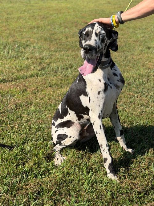 Booker, a dog for adoption from SRGDRR Inc aka Save Rocky the Great Dane Rescue and Rehab