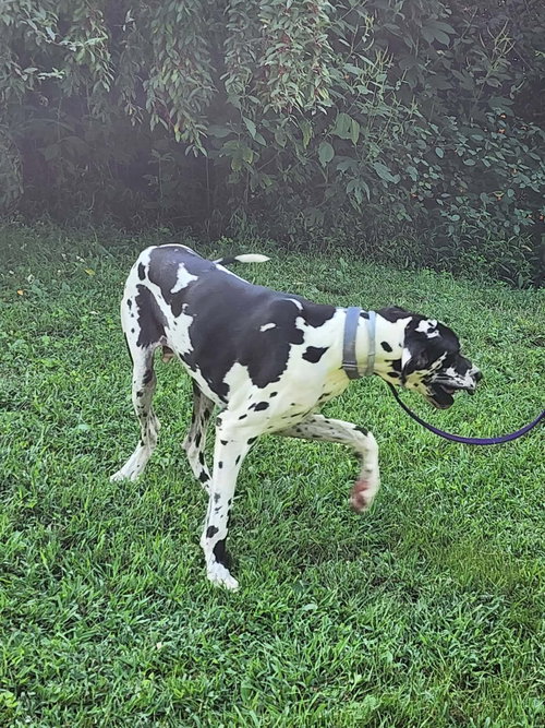 Photo 4 of Booker