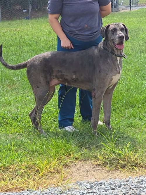 Pepper, a dog for adoption from SRGDRR Inc aka Save Rocky the Great Dane Rescue and Rehab