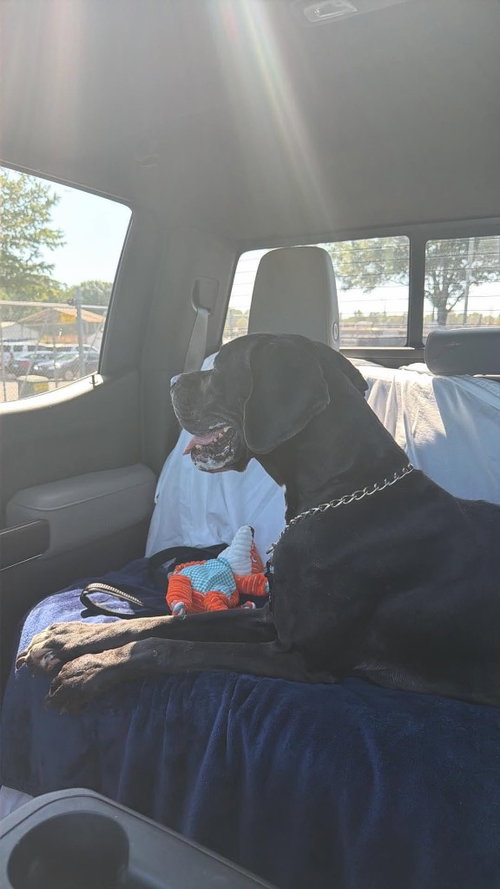 Mandy, a dog for adoption from SRGDRR Inc aka Save Rocky the Great Dane Rescue and Rehab