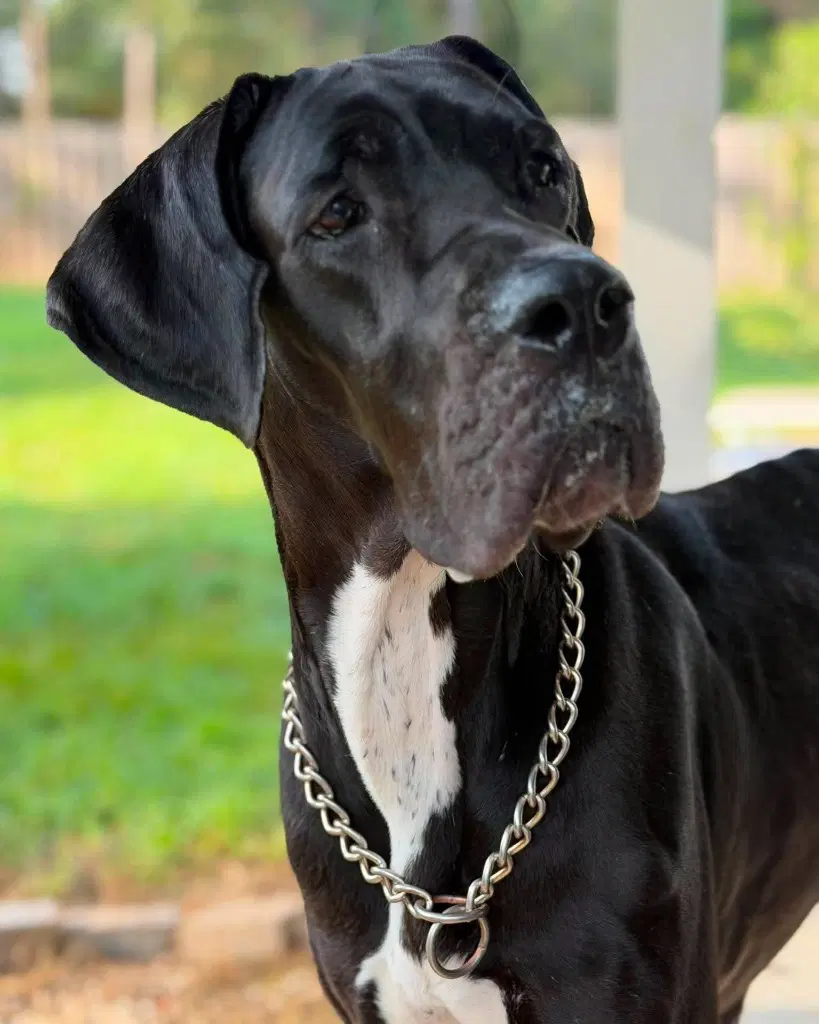 Mandy - Great Dane