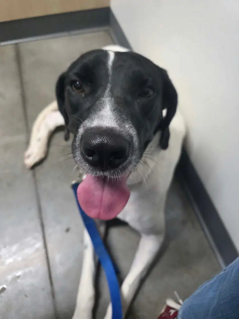 Venus - Great Dane