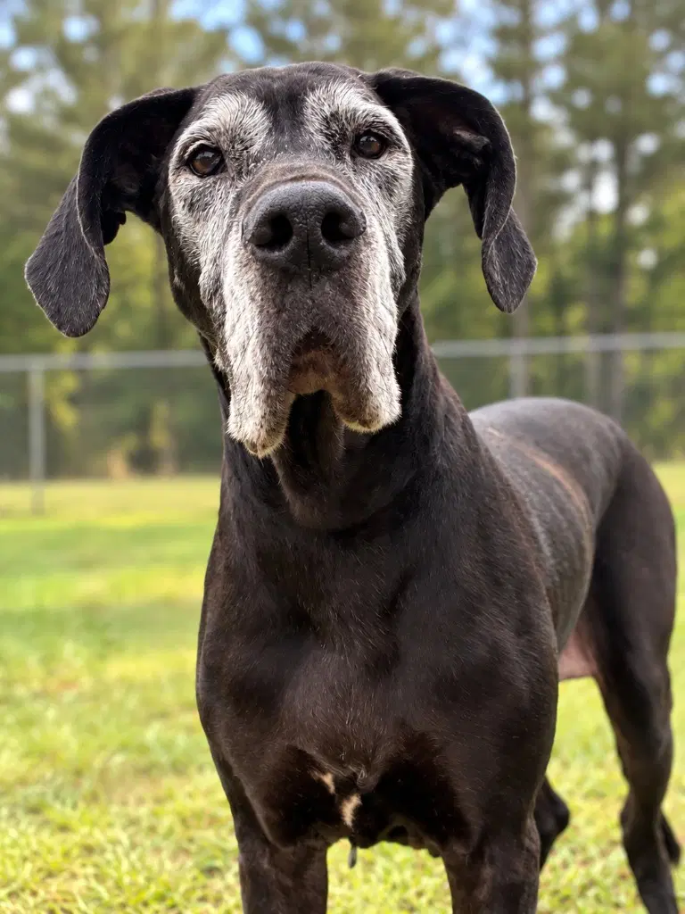 Pipsqueak - Great Dane