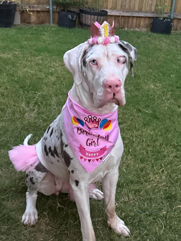 Jolene Googley Bear