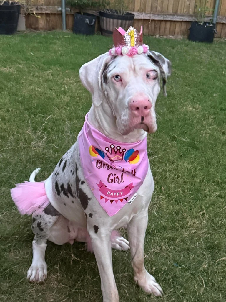 Jolene Googley Bear