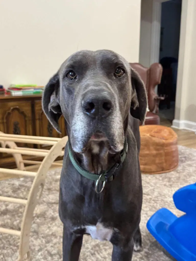 Bruno - Great Dane