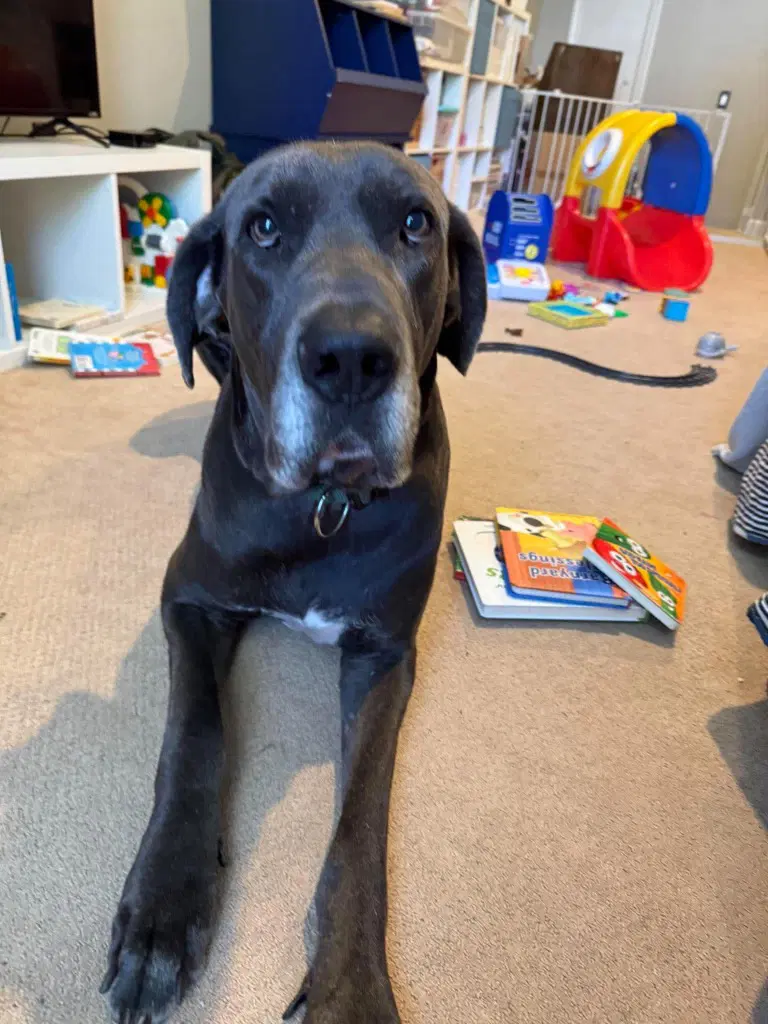 Bruno image 2