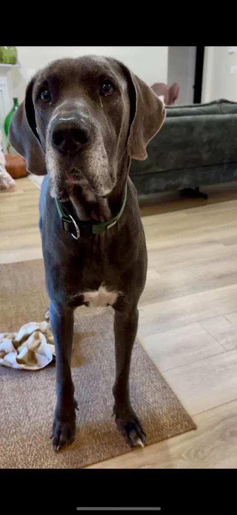 Bruno image 3