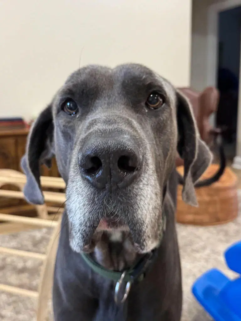 Bruno image 4