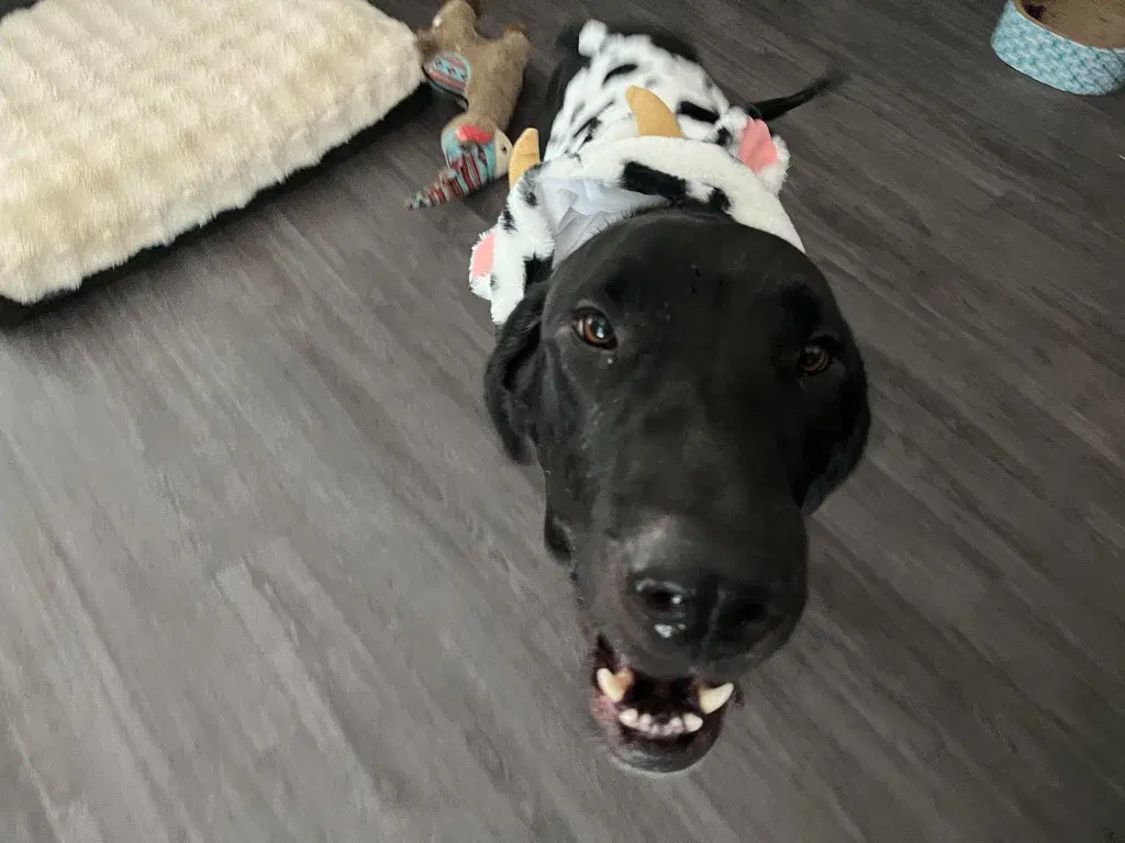 Athena Jane - Great Dane
