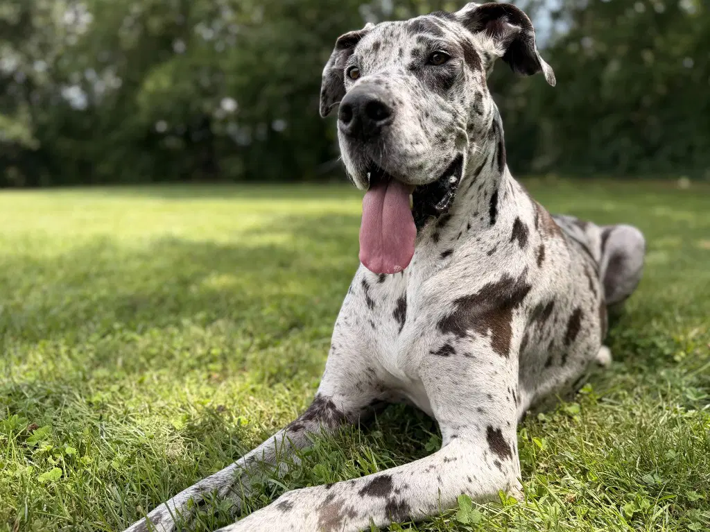 Bonnie - Great Dane