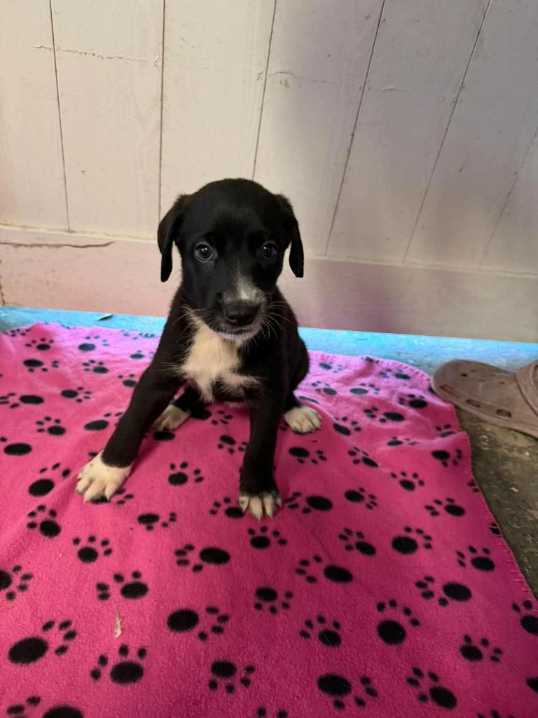 Daisy Purple - Rose Litter