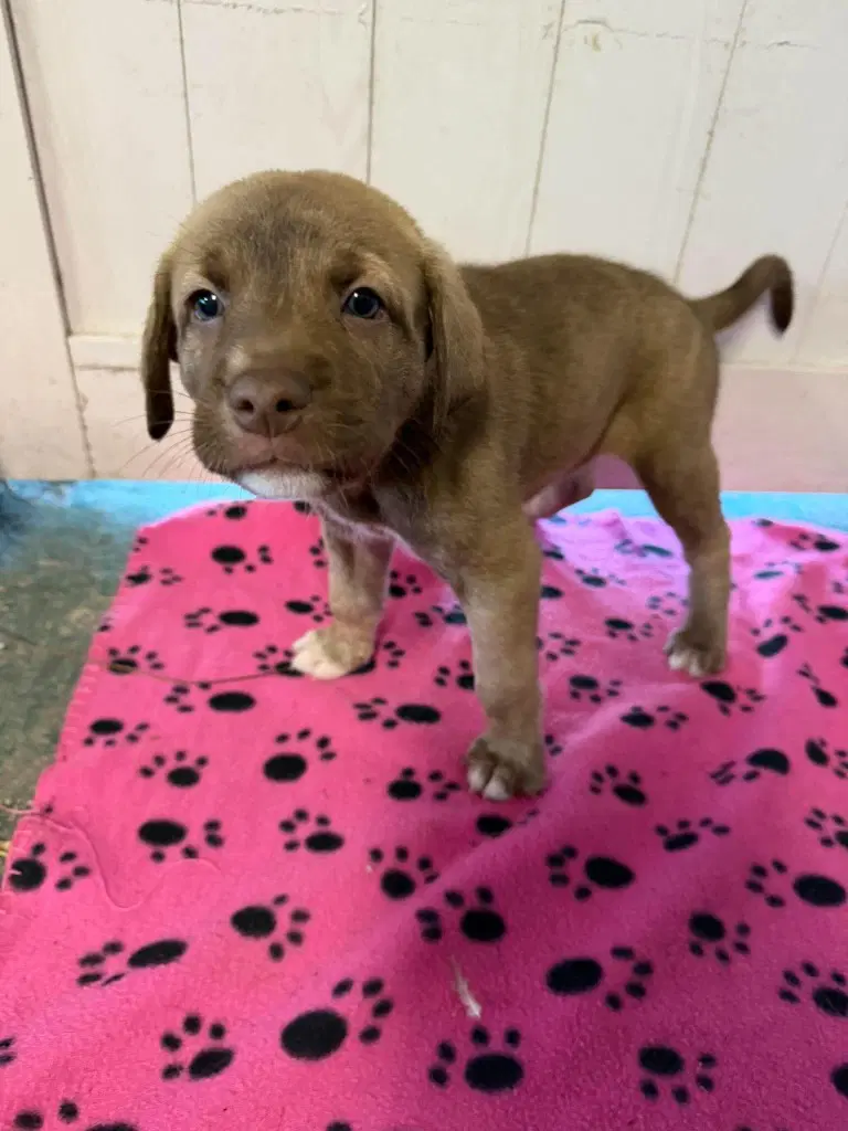Gator Grey - Rose Litter - Great Dane