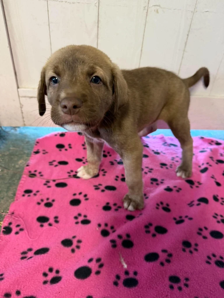 Gator Grey - Rose Litter