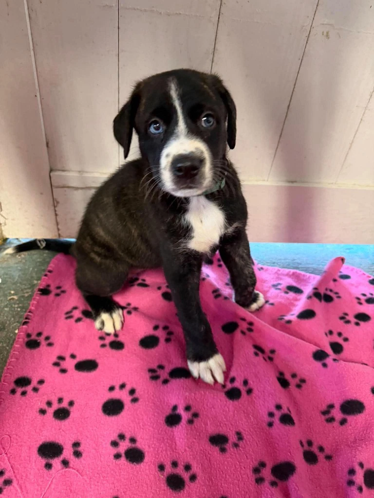 Lily Blue - Rose Litter