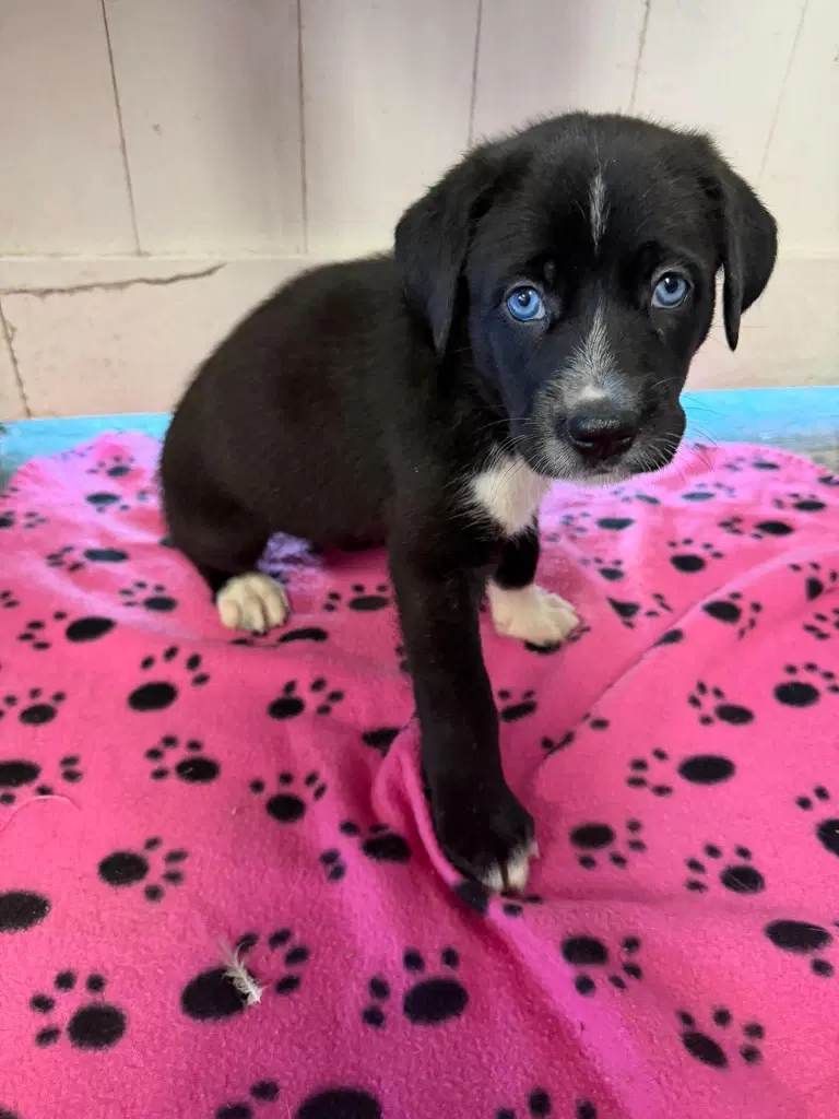 Penelope Orange - Rose Litter - Great Dane