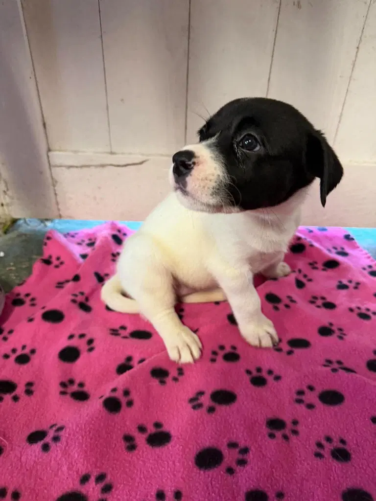Spot Lime Green - Rose Litter - Great Dane