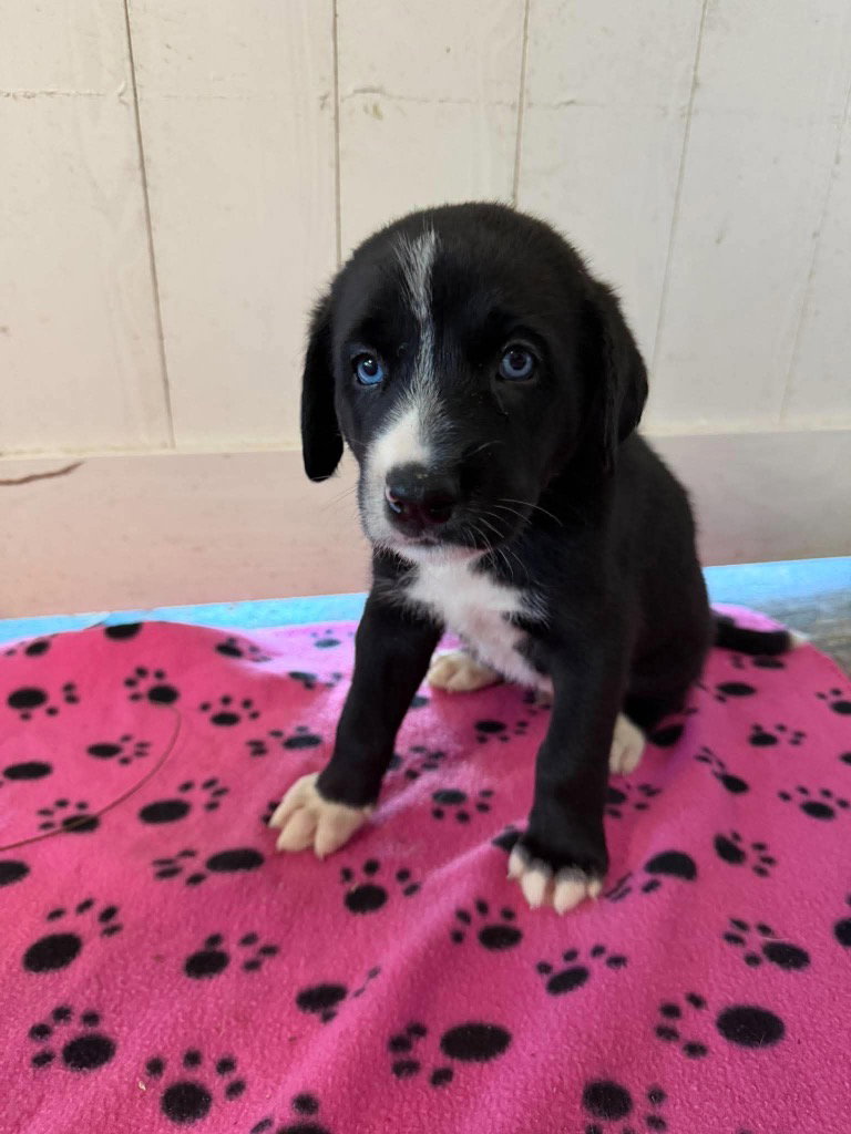 Sully (yellow) - Rose litter