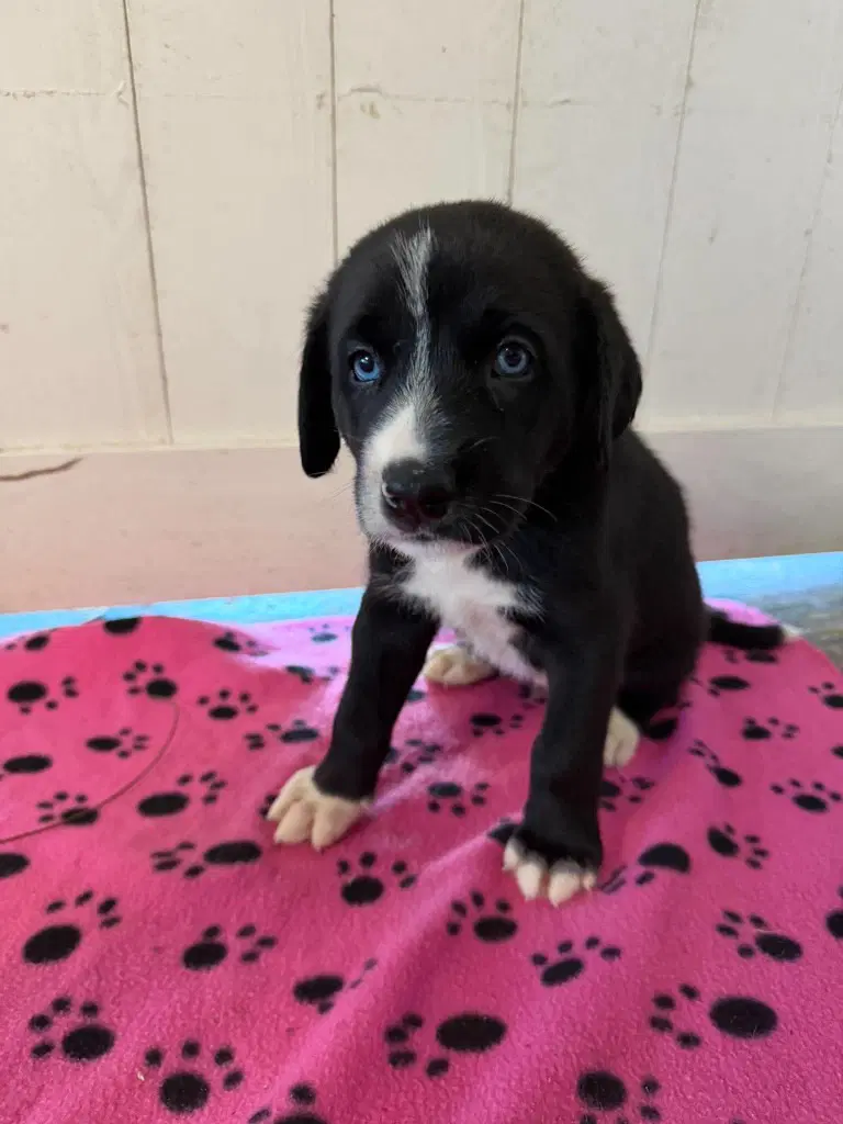 Sully Yellow - Rose Litter - Great Dane