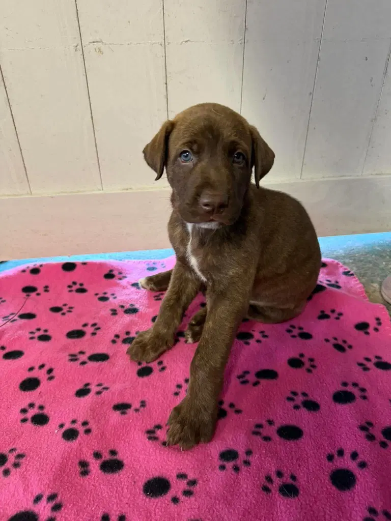 Tex Royal Blue - Rose Litter - Great Dane