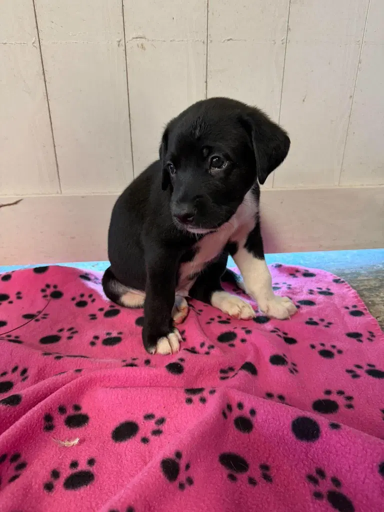 Woody Fuchsia - Rose Litter - Great Dane