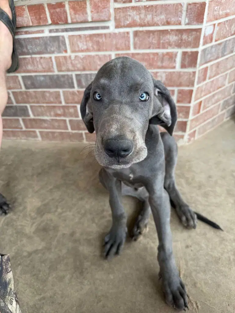 Brick - Great Dane