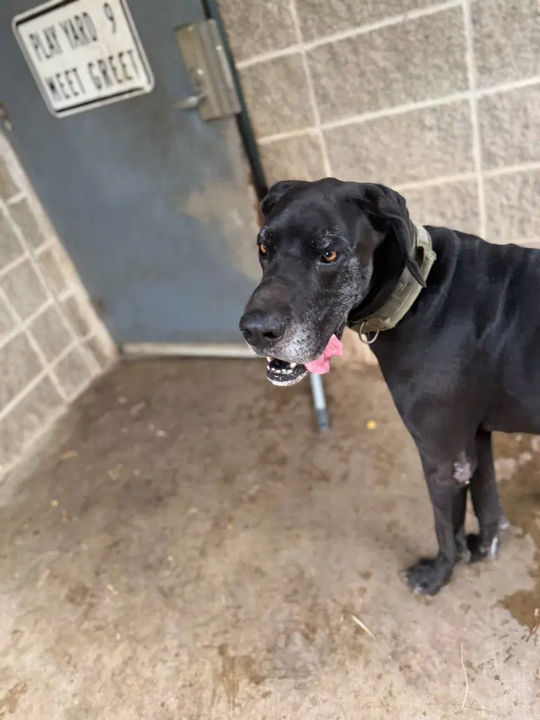 Bishop image 4