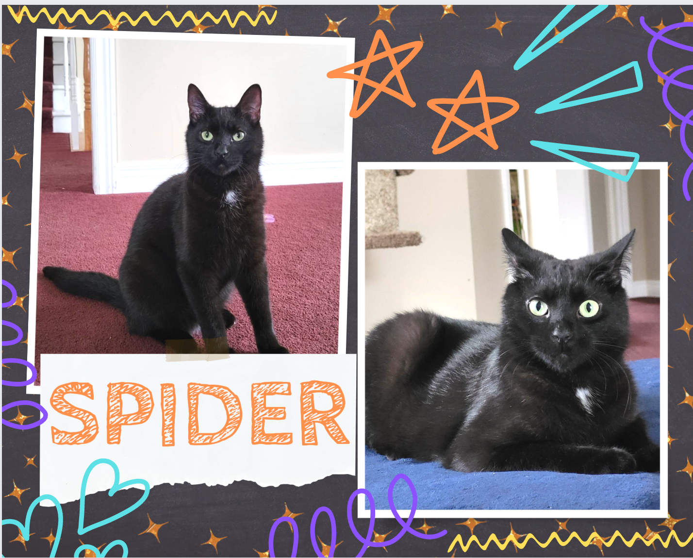 adoptable Cat in Oakville, ON named Spider