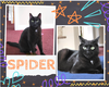 adoptable Cat in , ON named Spider