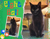 adoptable Cat in Oakville, ON named Eight Ball