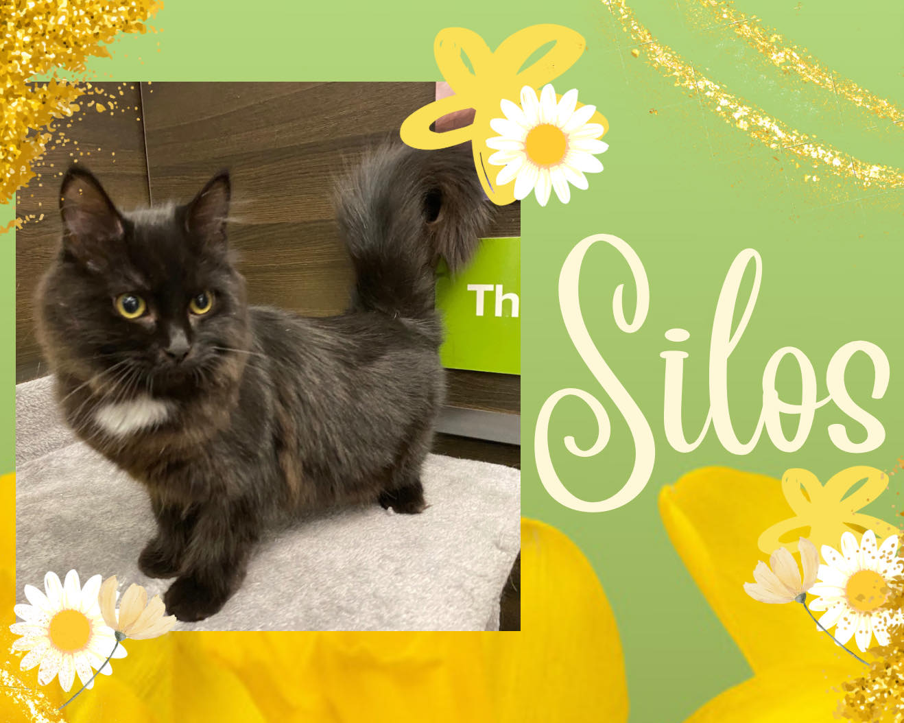 Cats for Adoption in Niagara Falls, New York | Alpha Paw