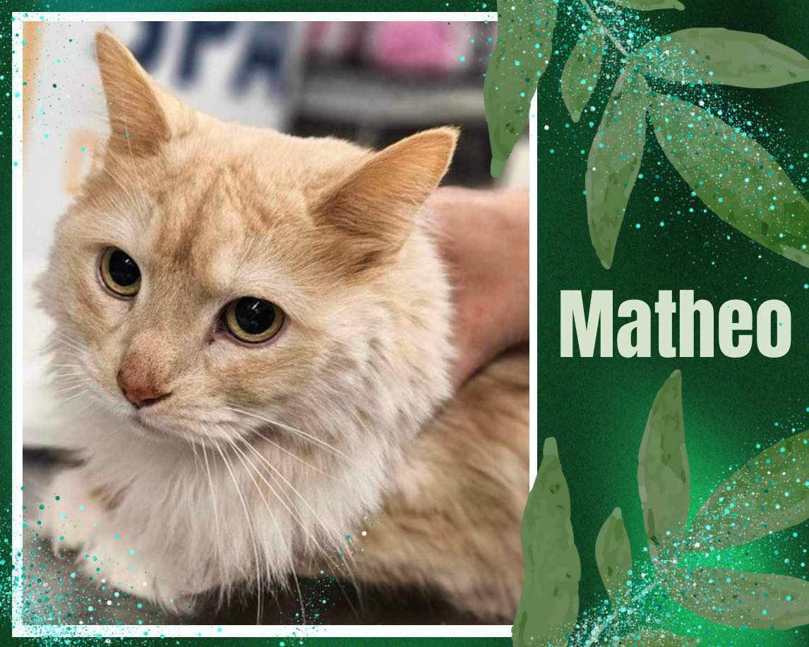Cats for Adoption in Niagara Falls, New York | Alpha Paw