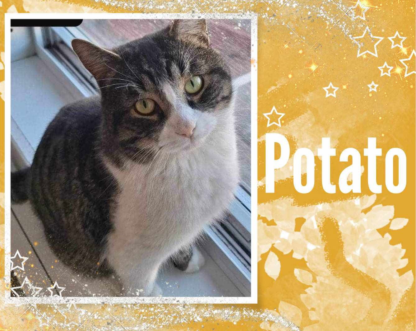 Cat hotsell named potato