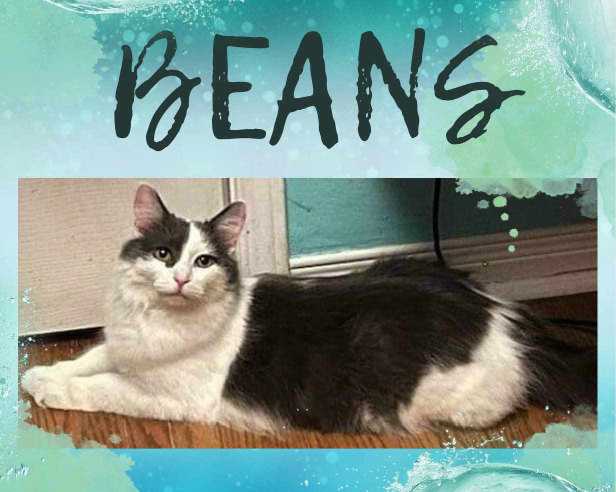 adoptable Cat in Oakville, ON named Beans