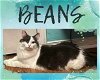 adoptable Cat in  named Beans